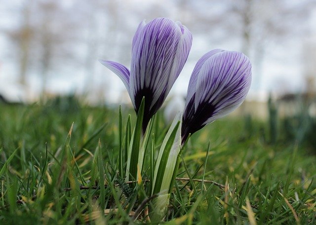 Free download Crocus Purple Violet -  free photo or picture to be edited with GIMP online image editor