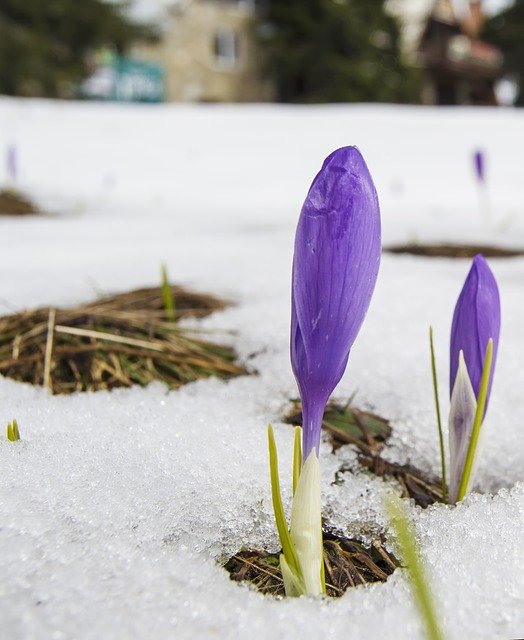 Free download Crocus Snow Spring End Of -  free photo or picture to be edited with GIMP online image editor