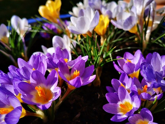 Free download Crocus Spring Early Bloomer The -  free photo or picture to be edited with GIMP online image editor