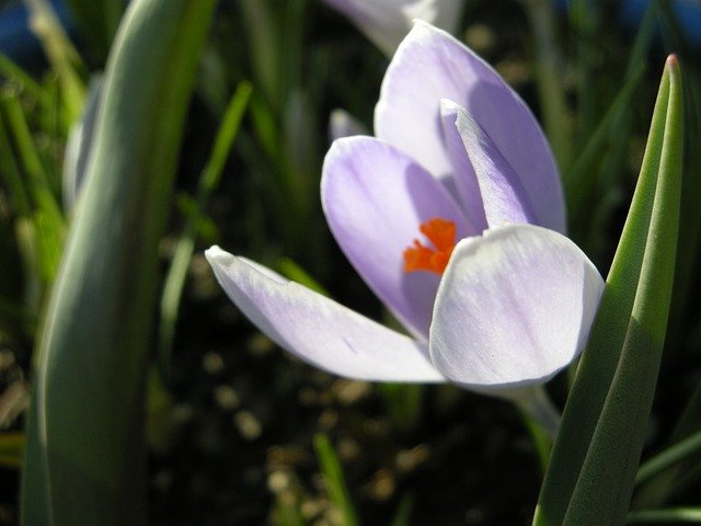 Free download Crocus Spring Flowers -  free photo or picture to be edited with GIMP online image editor