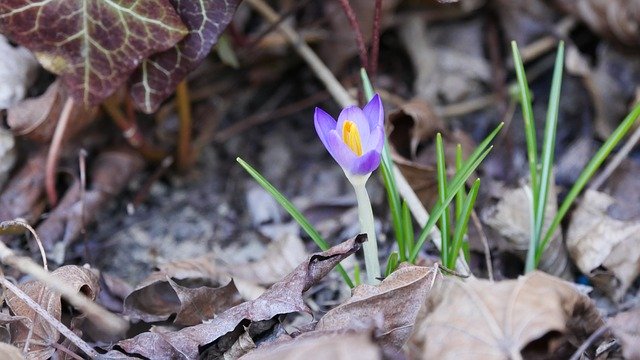 Free download Crocus Spring Nature -  free photo or picture to be edited with GIMP online image editor