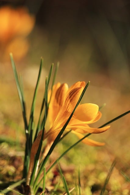 Free download crocus spring nature garden free picture to be edited with GIMP free online image editor