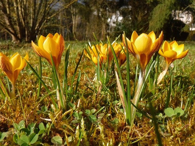 Free download Crocus Spring Yellow -  free photo or picture to be edited with GIMP online image editor