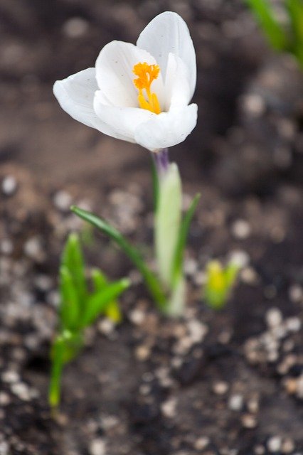 Free download Crocus White Spring -  free photo or picture to be edited with GIMP online image editor