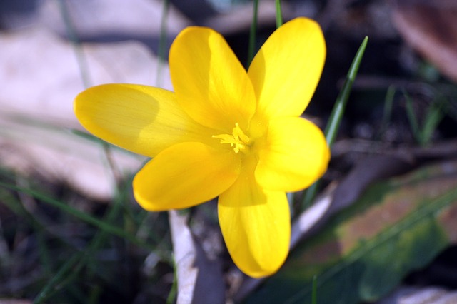 Free download crocus yellow blossom bloom mm free picture to be edited with GIMP free online image editor