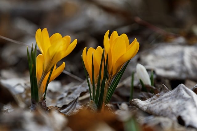 Free download crocus yellow crocus yellow flowers free picture to be edited with GIMP free online image editor