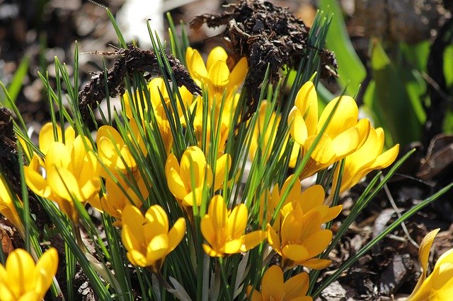 Free download Crocus Yellow Nature -  free photo or picture to be edited with GIMP online image editor