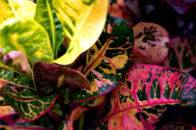 Free download croton leaves nature plant growth free picture to be edited with GIMP free online image editor