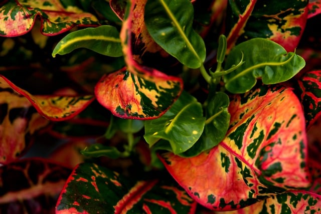 Free download croton leaves plant foliage growth free picture to be edited with GIMP free online image editor