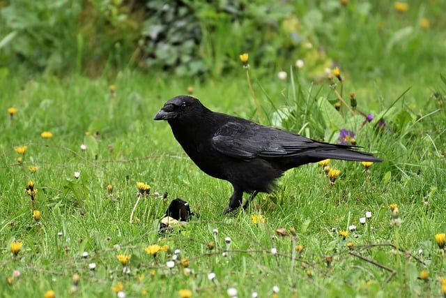 Free download crow bird animal carrion crow free picture to be edited with GIMP free online image editor