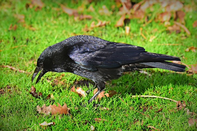 Free download crow bird animal corvidae feather free picture to be edited with GIMP free online image editor