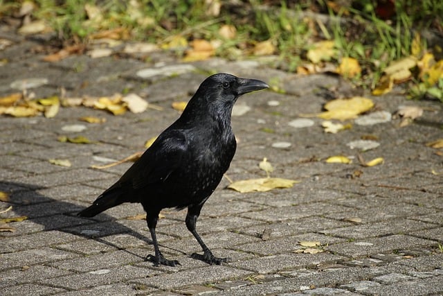 Free download crow bird black bird ornithology free picture to be edited with GIMP free online image editor