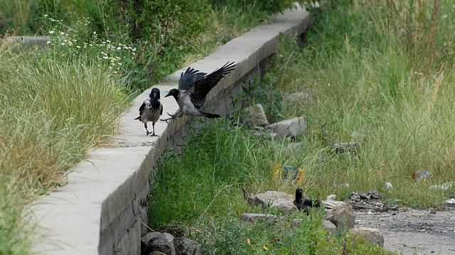 Free download Crow Birds Raven -  free photo or picture to be edited with GIMP online image editor