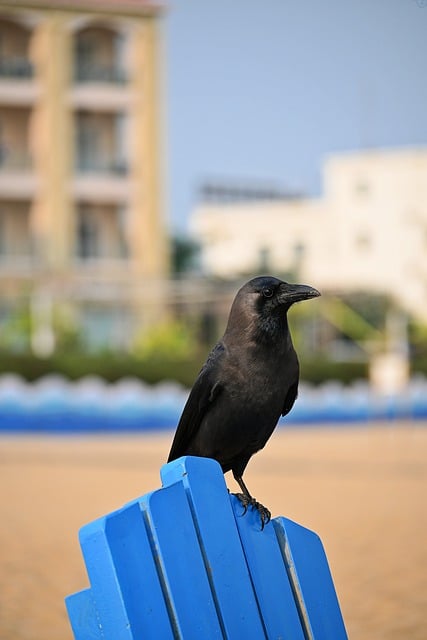 Free download crow chair beach animal wildlife free picture to be edited with GIMP free online image editor