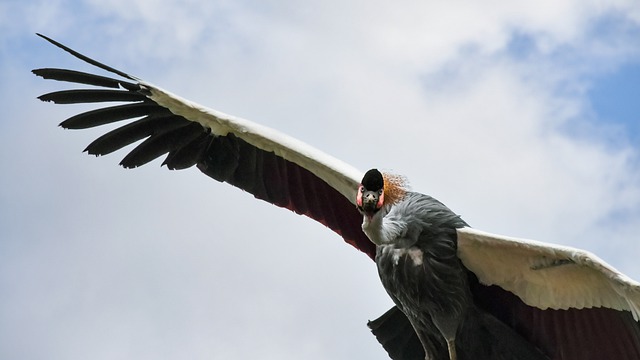 Free download crowned crane grey crowned crane free picture to be edited with GIMP free online image editor