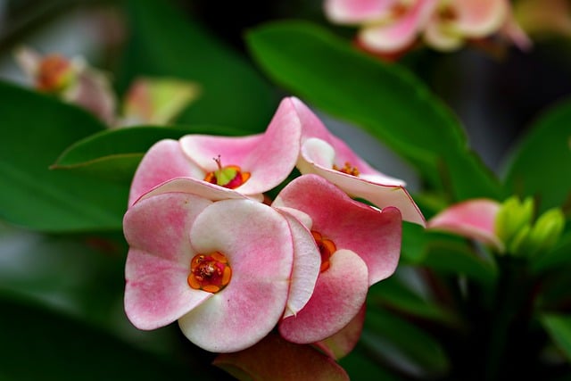 Free download crown of thorns flowers plant free picture to be edited with GIMP free online image editor