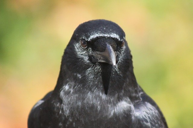Free download Crow Portrait -  free photo or picture to be edited with GIMP online image editor