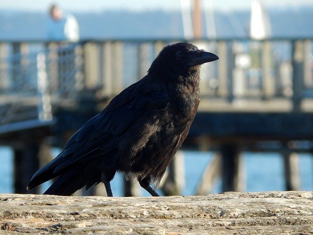 Free download Crow Sea Beach -  free free photo or picture to be edited with GIMP online image editor