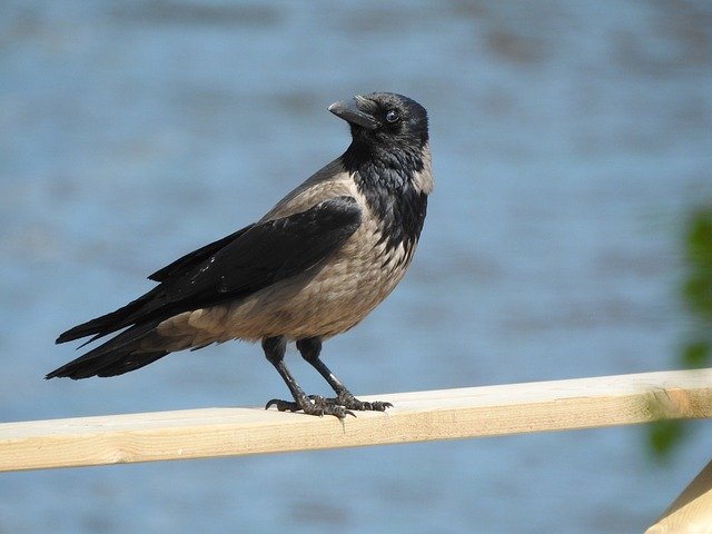 Free download Crow Summer Animal Life -  free photo or picture to be edited with GIMP online image editor