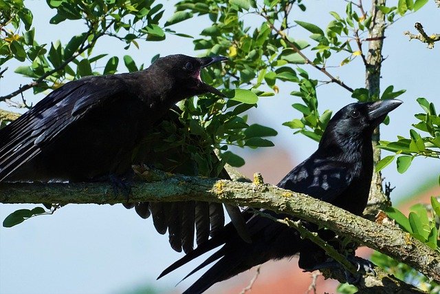 Free download crow young cub feed hunger mother free picture to be edited with GIMP free online image editor