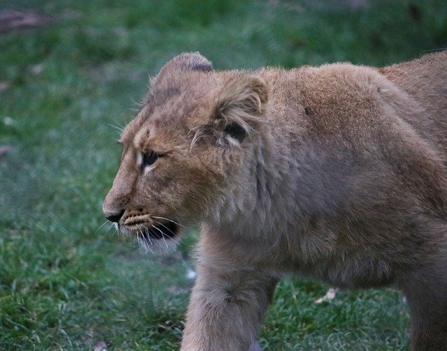 Free download Cub Alone Lion -  free photo or picture to be edited with GIMP online image editor