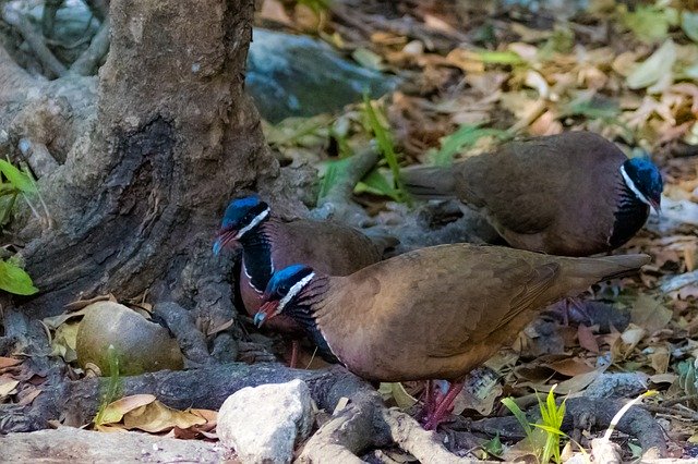 Free download Cuba Pigeon Bird Blue-Headed -  free photo or picture to be edited with GIMP online image editor