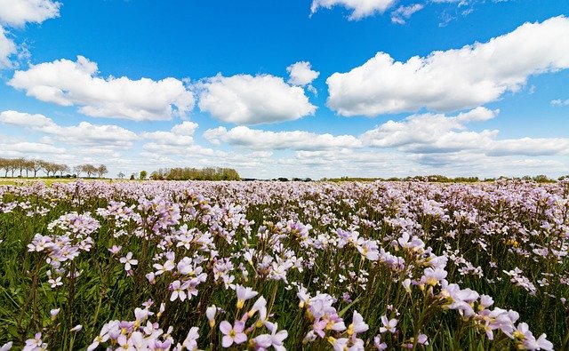 دانلود رایگان Cuckoo Violet Netherlands - عکس یا تصویر رایگان قابل ویرایش با ویرایشگر تصویر آنلاین GIMP