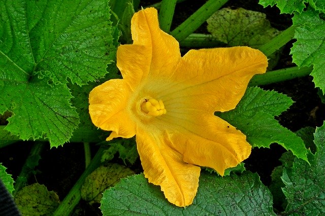 Free download Cucumber Flower Yellow -  free photo or picture to be edited with GIMP online image editor