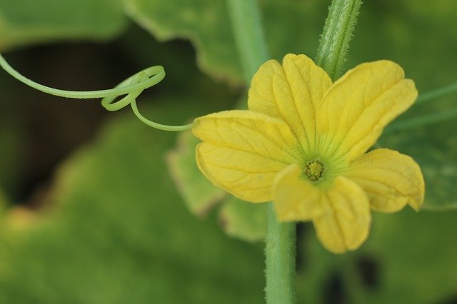 Free download Cucumber Flower Yellow Curve -  free photo or picture to be edited with GIMP online image editor