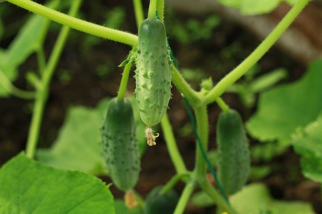 Free download Cucumbers Plant Nature -  free photo or picture to be edited with GIMP online image editor
