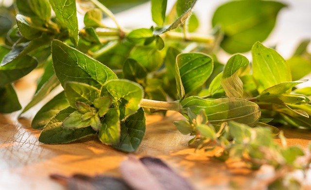 Free download Culinary Herbs Close-Up Marjoram -  free photo or picture to be edited with GIMP online image editor