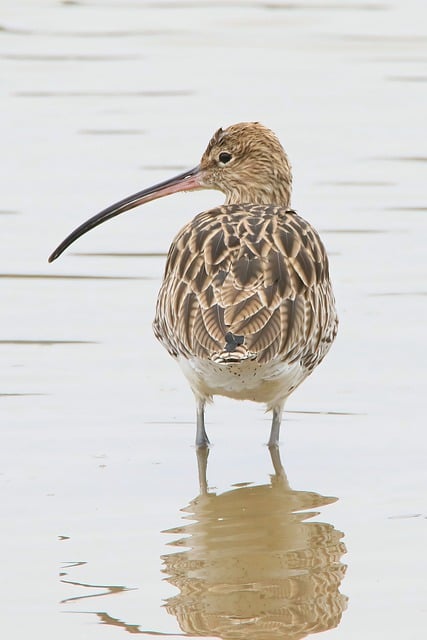 Free download curlew bird river eurasian curlew free picture to be edited with GIMP free online image editor