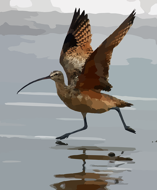 Free download Curlew Bird Water - Free vector graphic on Pixabay free illustration to be edited with GIMP free online image editor