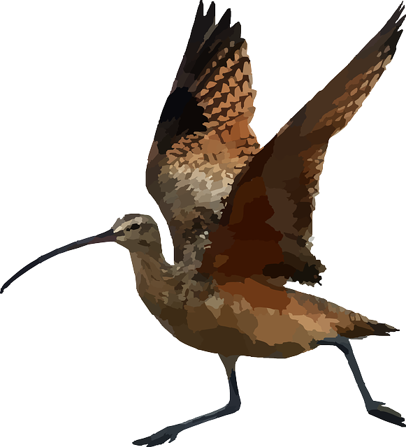 Free download Curlew Long Billed - Free vector graphic on Pixabay free illustration to be edited with GIMP free online image editor