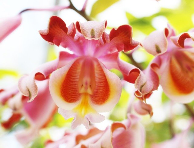 Free download Curly Orchid With -  free photo or picture to be edited with GIMP online image editor