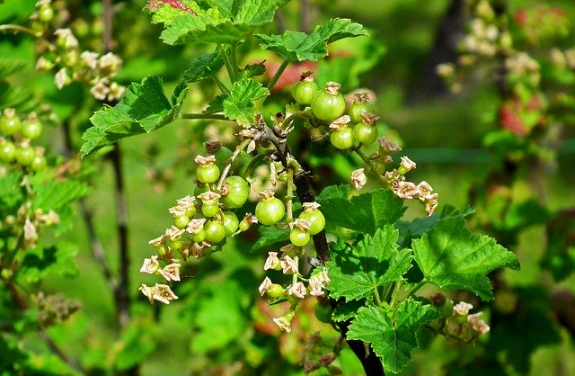 Free download Currant Blossoming Garden -  free photo or picture to be edited with GIMP online image editor