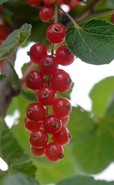 Free download Currant Currants Berries -  free photo or picture to be edited with GIMP online image editor