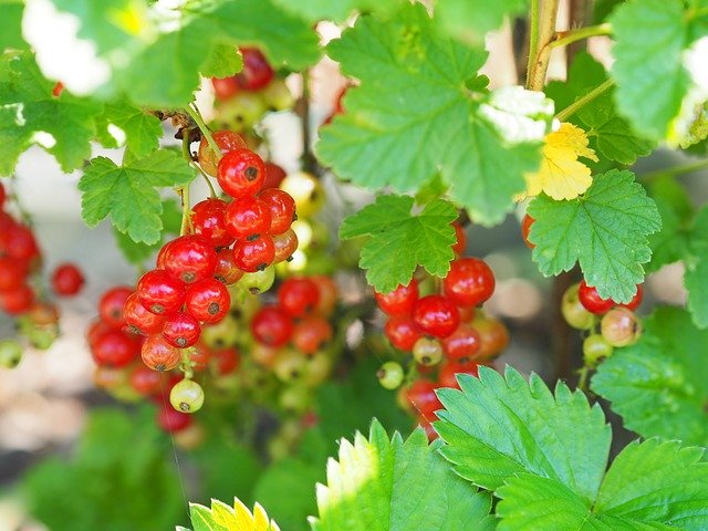 Free download Currant Garden Plant -  free photo or picture to be edited with GIMP online image editor