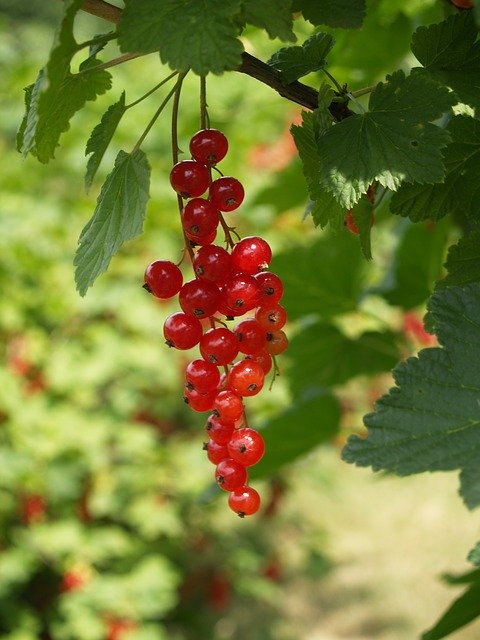 Free download Currant Red Garden -  free photo or picture to be edited with GIMP online image editor