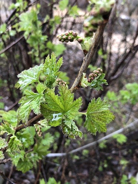 Free download Currant Spring Rain -  free photo or picture to be edited with GIMP online image editor