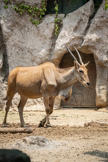 Free download curved horned gazelle gazelle horns free picture to be edited with GIMP free online image editor