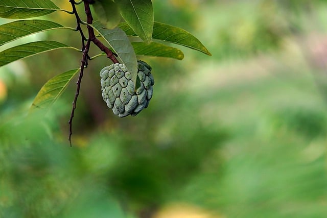 Free download custard apple fruit sweet nature free picture to be edited with GIMP free online image editor