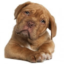 Cute Boxer Dog Theme  screen for extension Chrome web store in OffiDocs Chromium