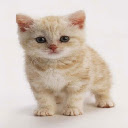 Cute Kitten 2  screen for extension Chrome web store in OffiDocs Chromium