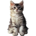 Cute Kitten 3  screen for extension Chrome web store in OffiDocs Chromium