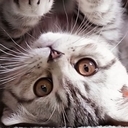 Cutest Cat  screen for extension Chrome web store in OffiDocs Chromium