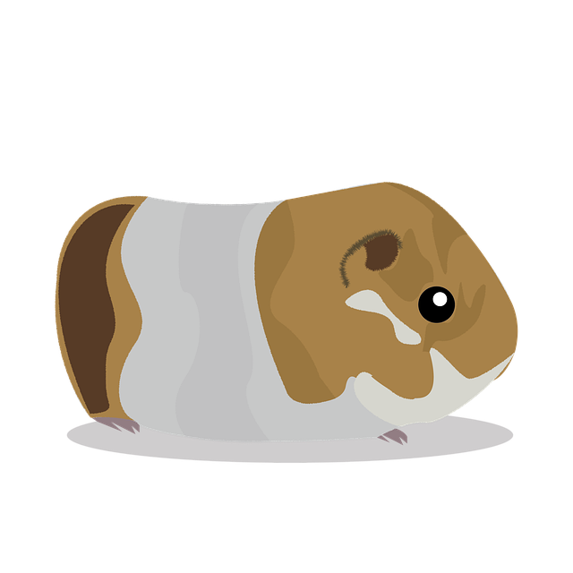 Free download Cuy Peru Guinea Pigs -  free illustration to be edited with GIMP free online image editor