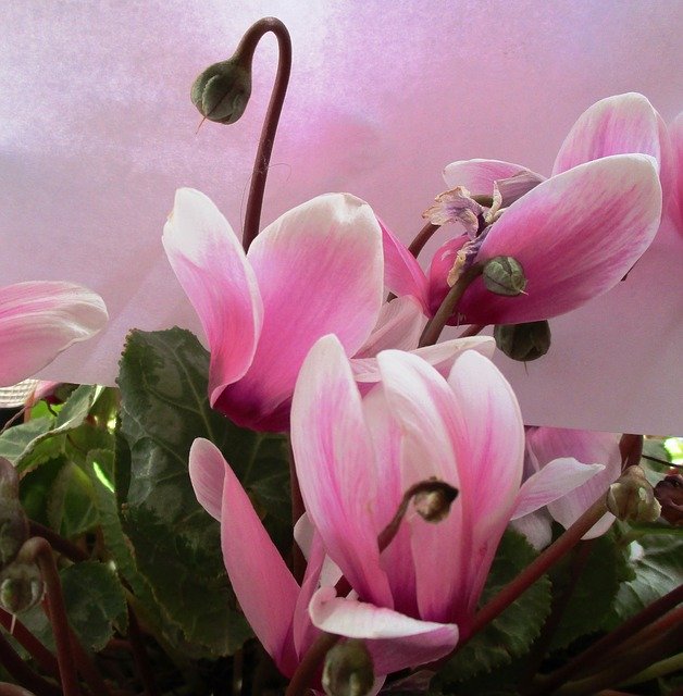 Free download Cyclamen Rosa Flowers -  free photo or picture to be edited with GIMP online image editor