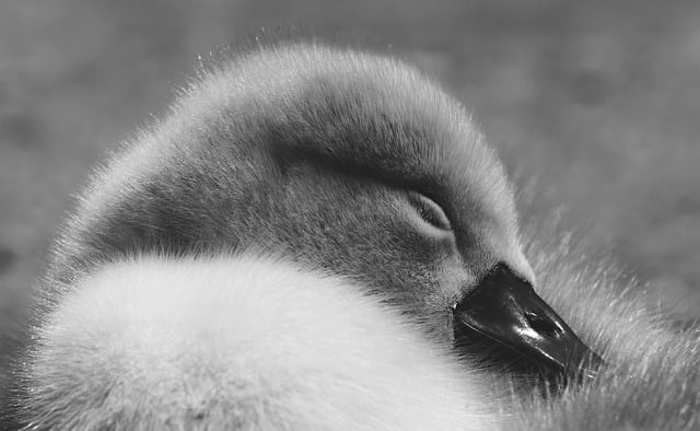 Free download cygnet bird waterfowl water bird free picture to be edited with GIMP free online image editor