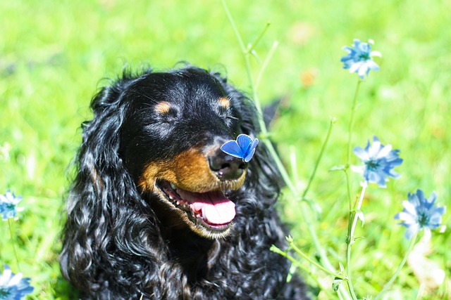 Free download dachshund dog butterfly pet canine free picture to be edited with GIMP free online image editor